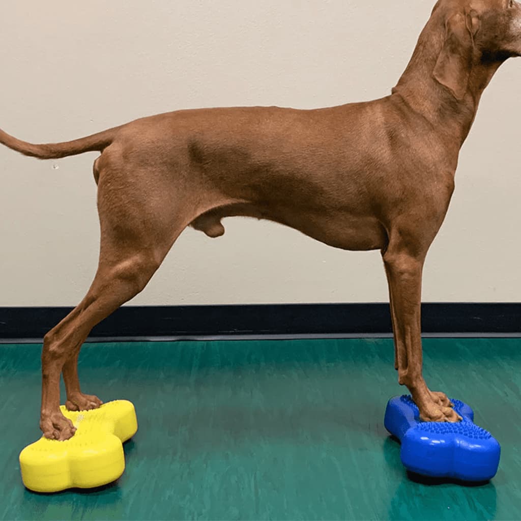 FitPAWS Piattaforme di Equilibrio Mini K9FITbone 2 pz 29x16,5x6cm Blu