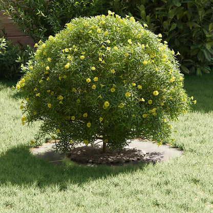 adatto per Anello d'Albero Piatto Argento Ã˜30 / 60 cm