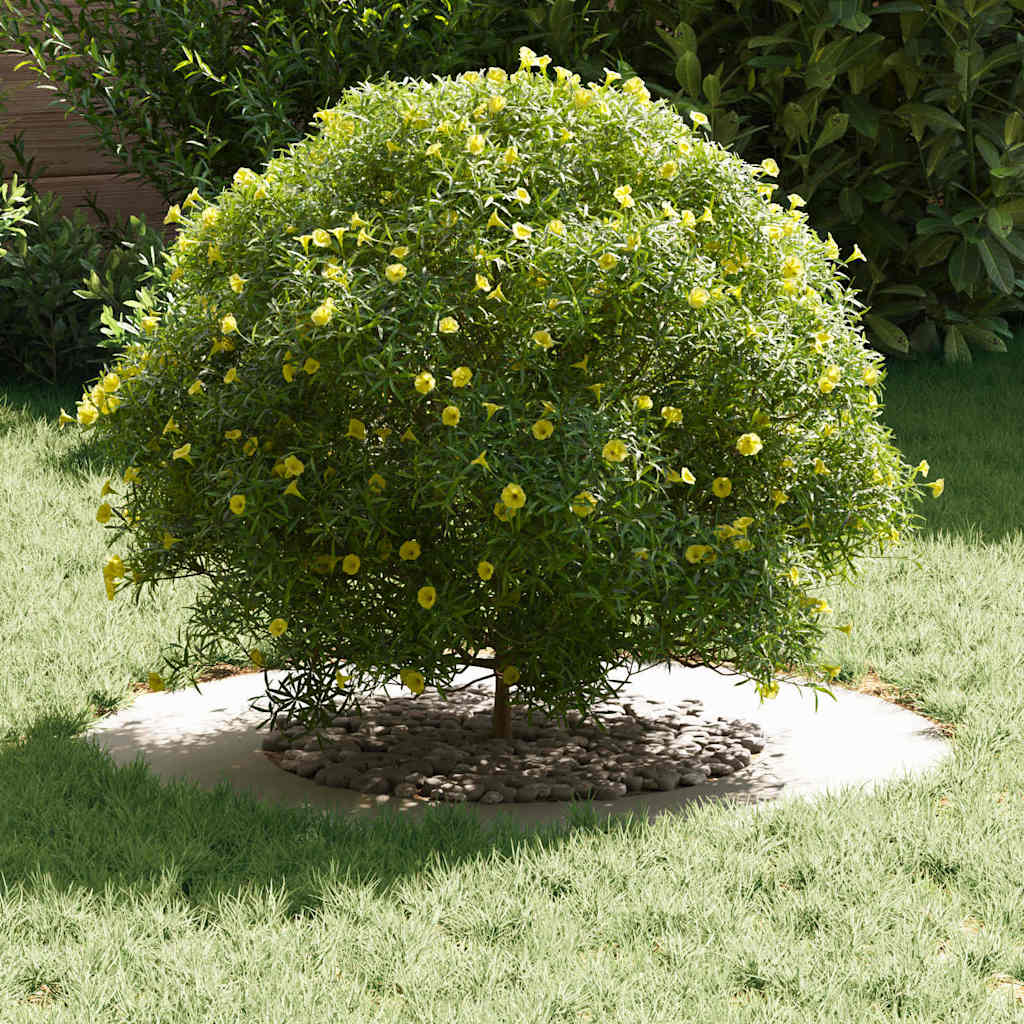 adatto per Anelli d'Albero Piatto 5 pcs Bianco Ã˜40 / 70 cm