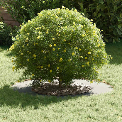 adatto per Anello d'Albero Piatto Argento Ã˜40 / 70 cm