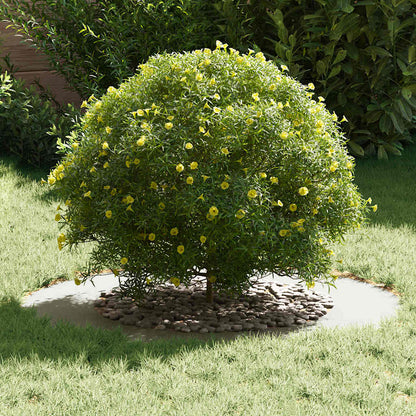adatto per Anello d'Albero Piatto Bianco Ã˜50 / 80 cm Acciaio
