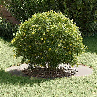 adatto per Anello d'Albero Piatto Argento Ã˜50 / 80 cm