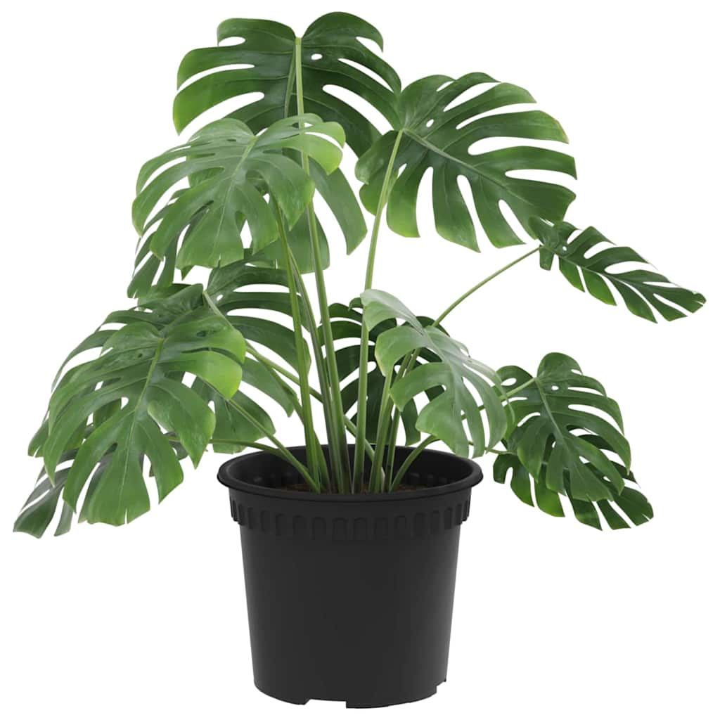 Vaso Rotondo per Fiori 24 pcs Nero Ã˜ 12,5 x 10 cm Plastica