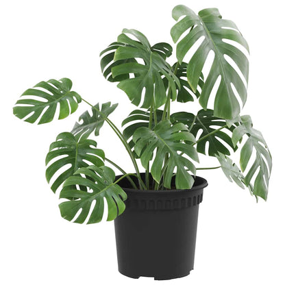 Vaso Rotondo per Fiori 24 pcs Nero Ã˜ 15 x 12 cm Plastica